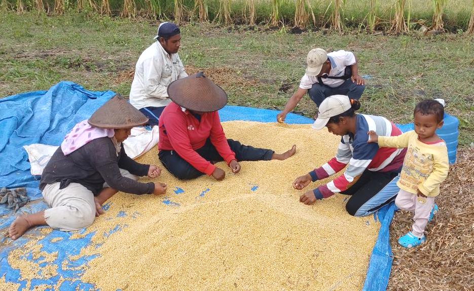 Hasil panen kedelai petani di Kabupaten Manggarai Barat, NTT.