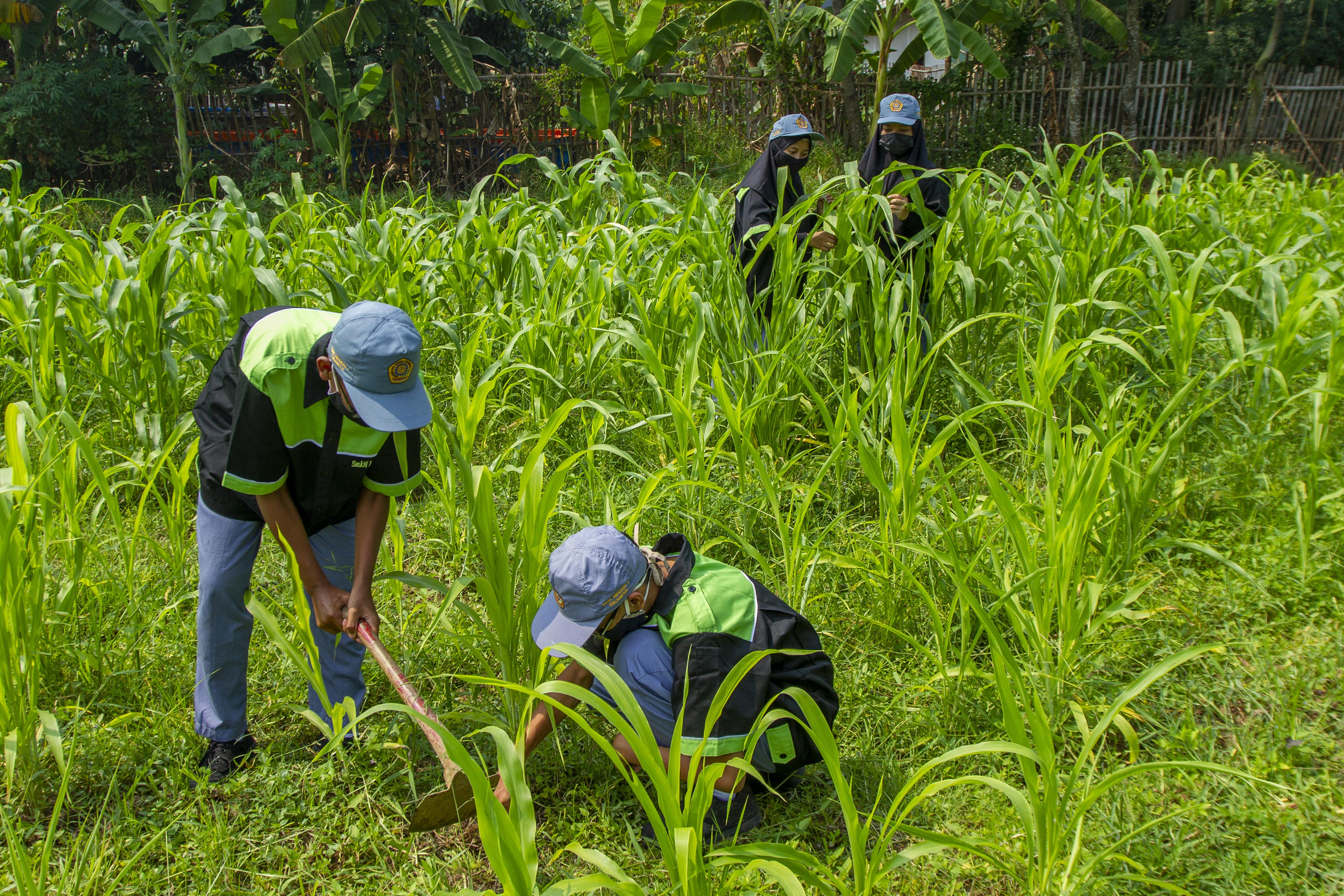 Sejumlah pelajaran SMK merawat tanaman Sorgum