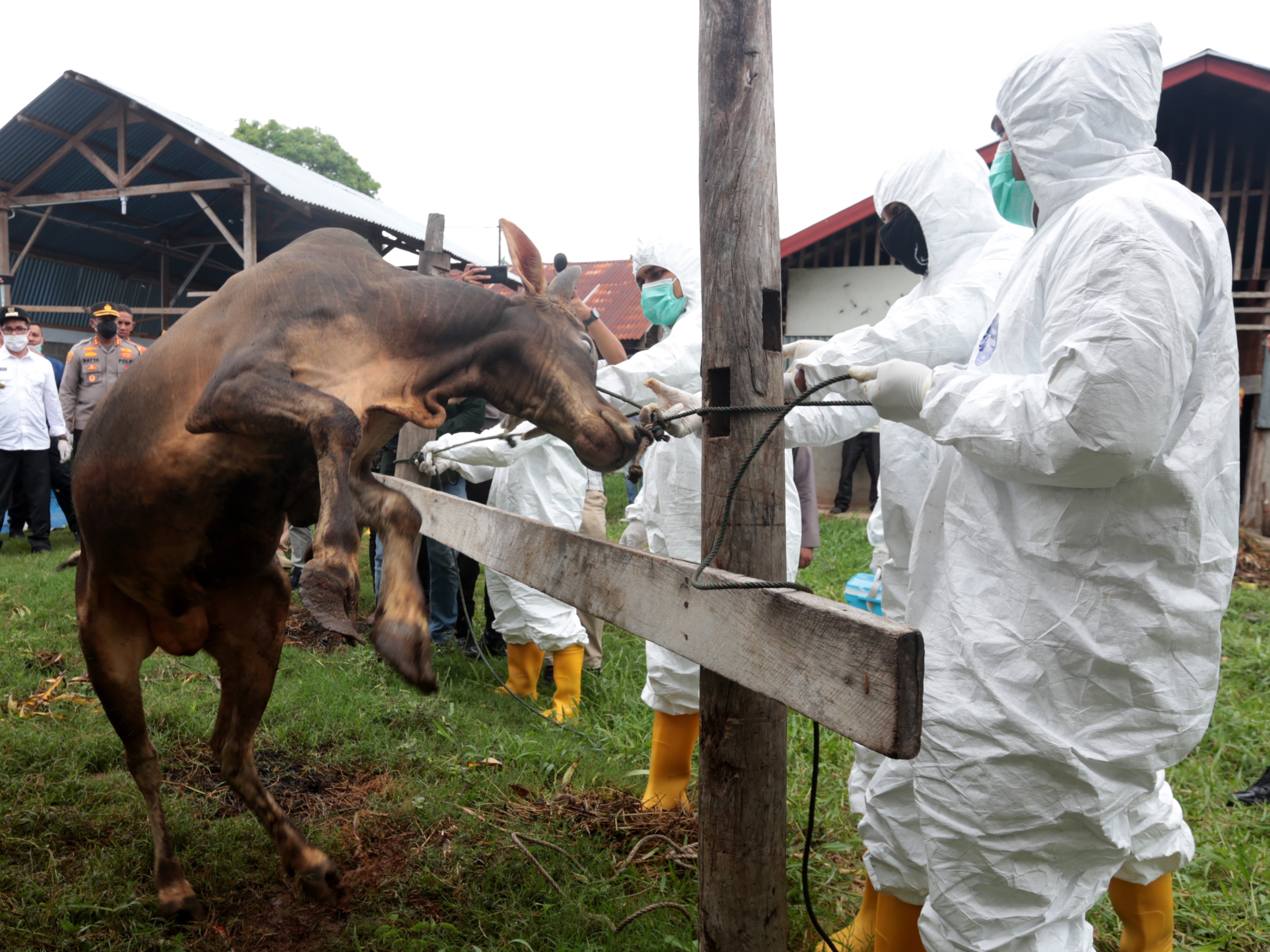Petugas Satuan Tugas Penanganan Penyakit Mulut dan Kuku (Satgas PMK) melakukan penyuntikan vaksin terhadap sapi milik warga di Banda Aceh.