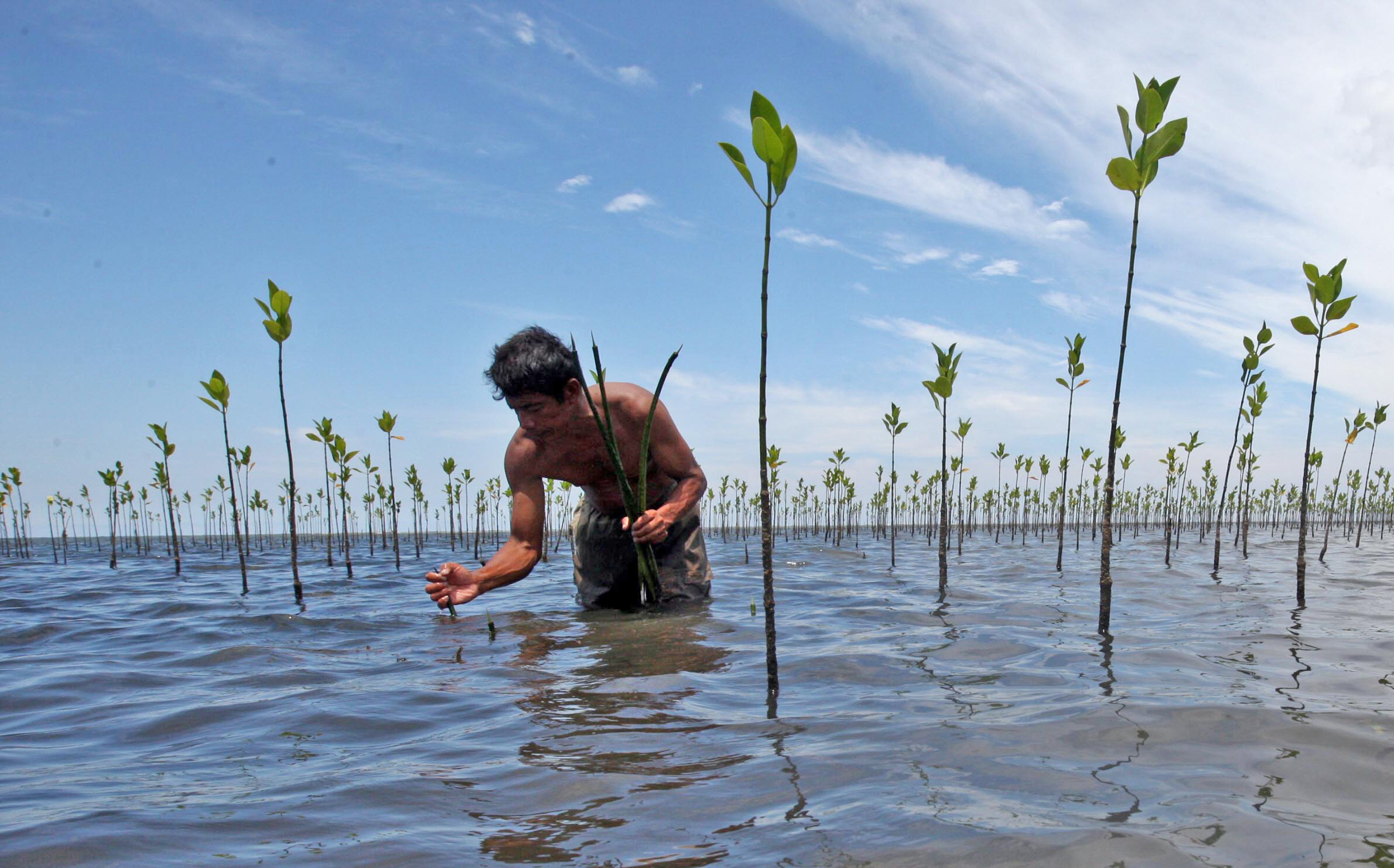 Menyingkap Potensi Karbon Biru Indonesia