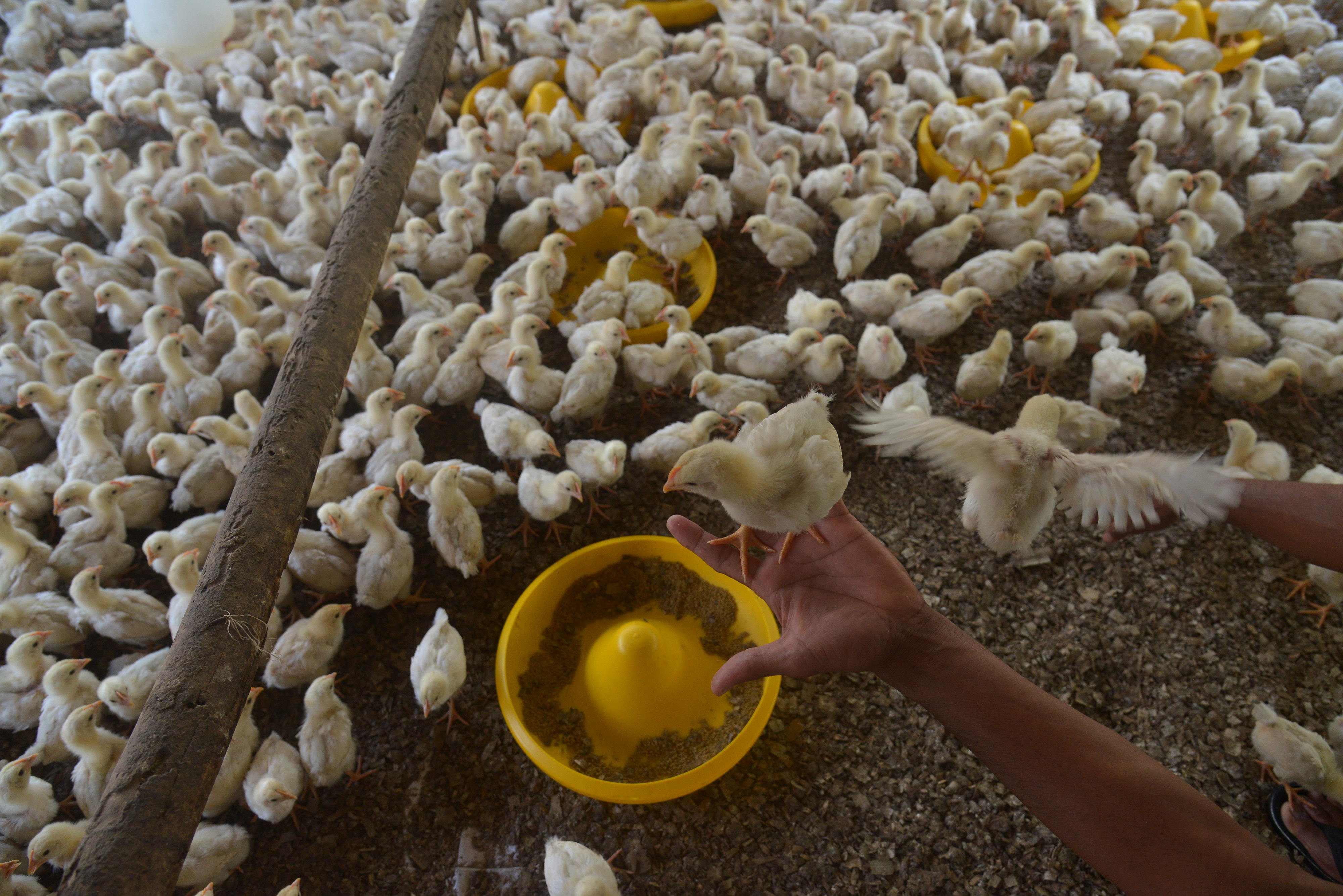 Ilustrasi: anak ayam.