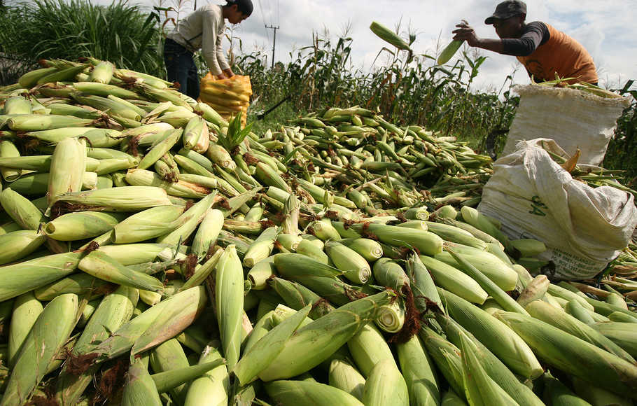 Komoditas yang saat ini dikembangkan Pemerintah Kabupaten Bima antara lain komoditas jagung. 