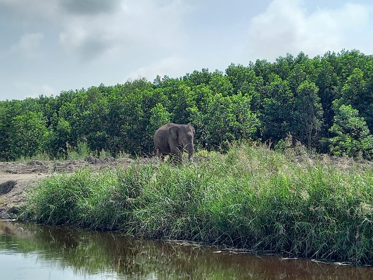 Ilustrasi habitat gajah sumatra