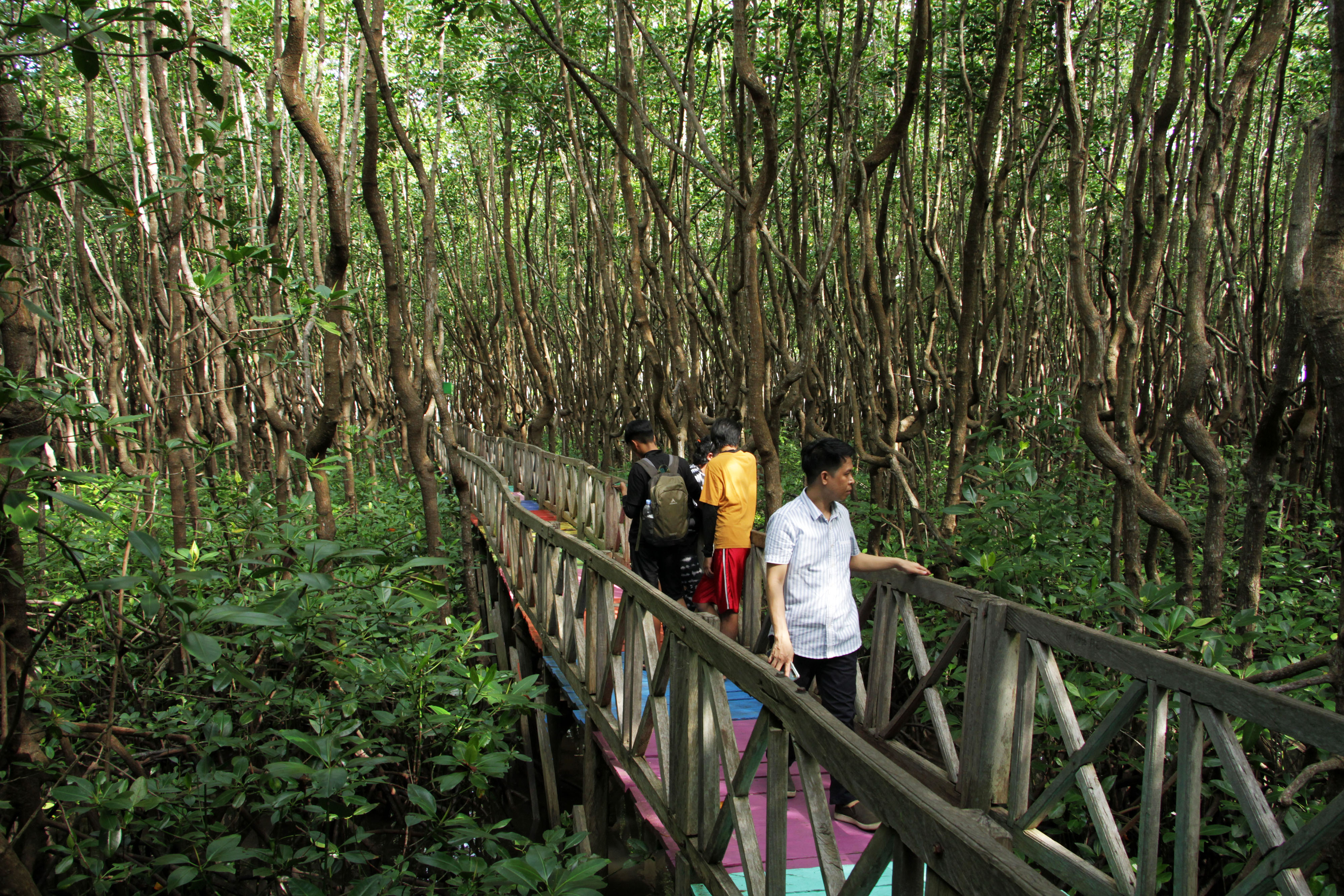 Ilustrasi hutan mangrove