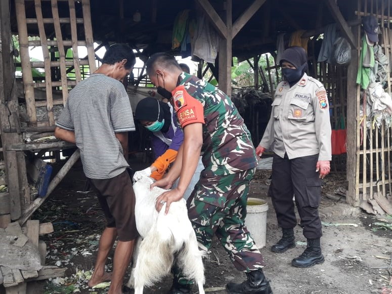 Hewan ternak di Porong, Sidoarjo, Jawa Timur, divaksinasi booster.