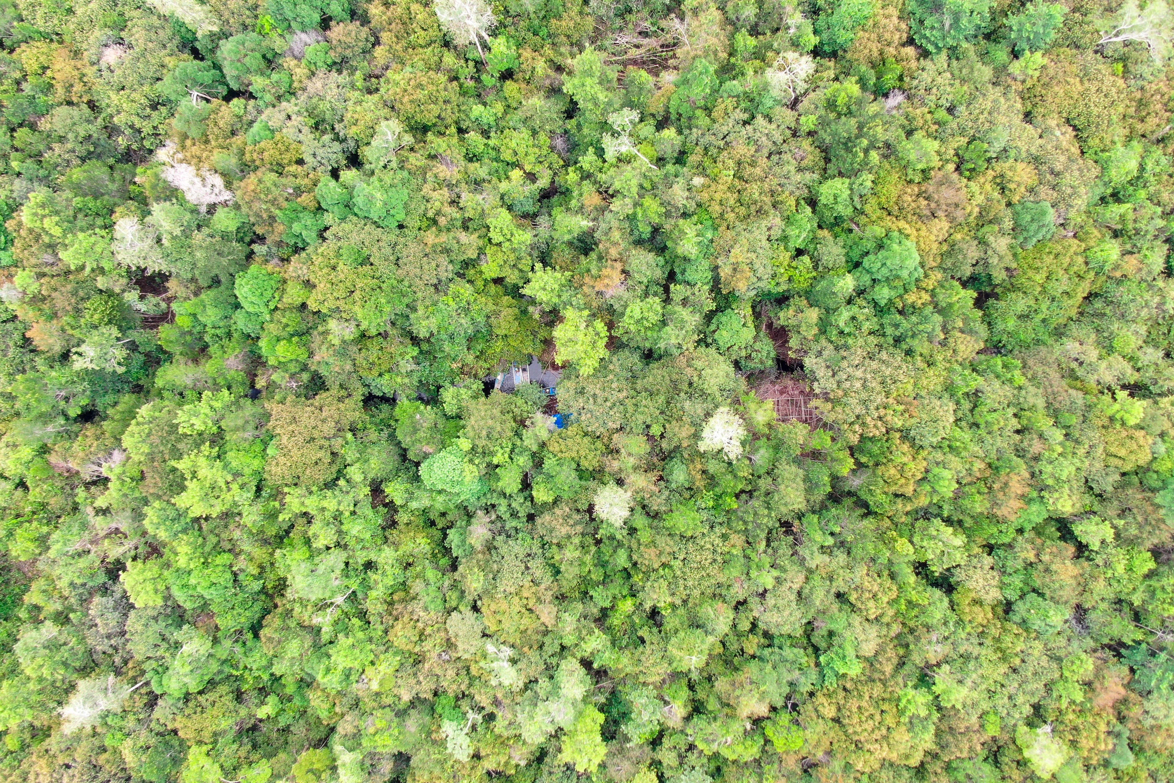 Salah satu desa pemegang Hak Pengelola Hutan Desa (HPHD) dari KLHK ialah Desa Tampelas seluas 6.303 hektare. 