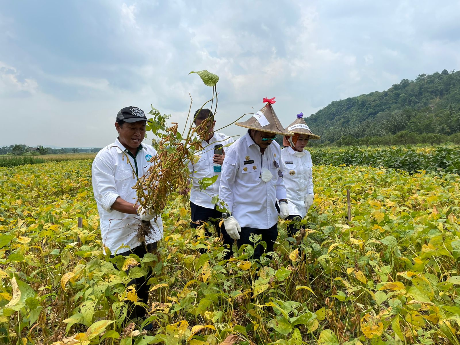Mentan SYL menghadiri gerakan panen kedelai provitas tinggi dengan teknologi mikroba