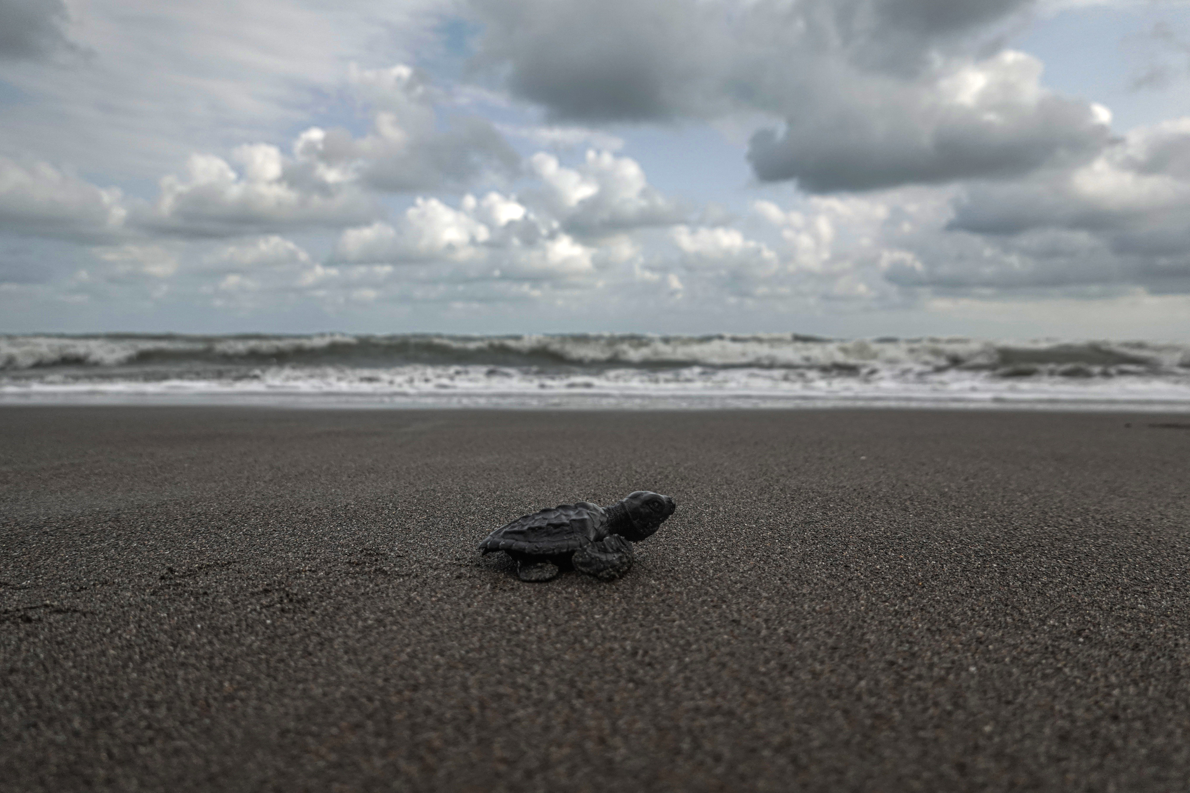 Tukik penyu lekang (lepidochelys olivacea) dari konservasi penyu Nagaraja dilepasliarkan di Pantai Sodong, Cilacap.