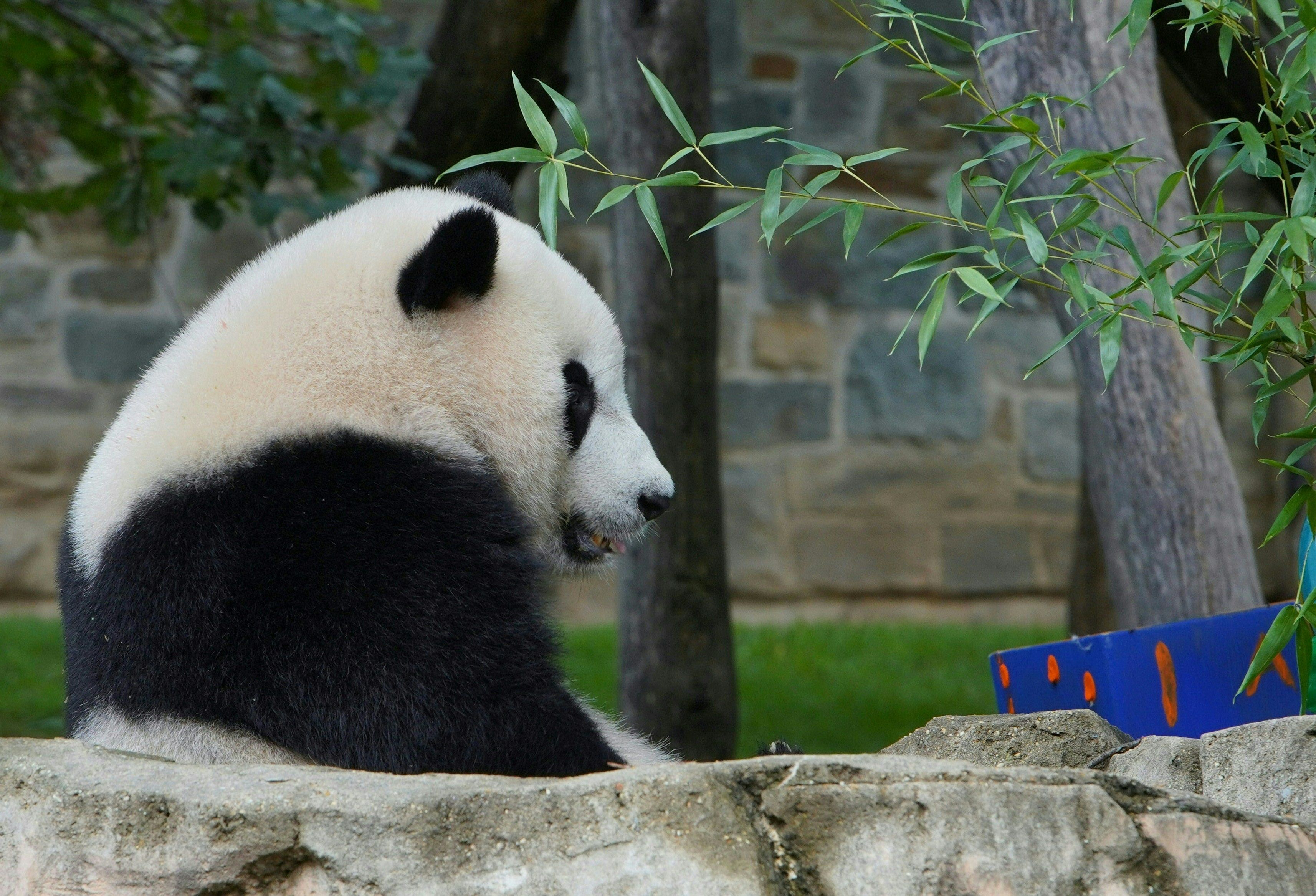 Jelang Piala Dunia 2022, Tiongkok akan Berikan Panda kepada Qatar