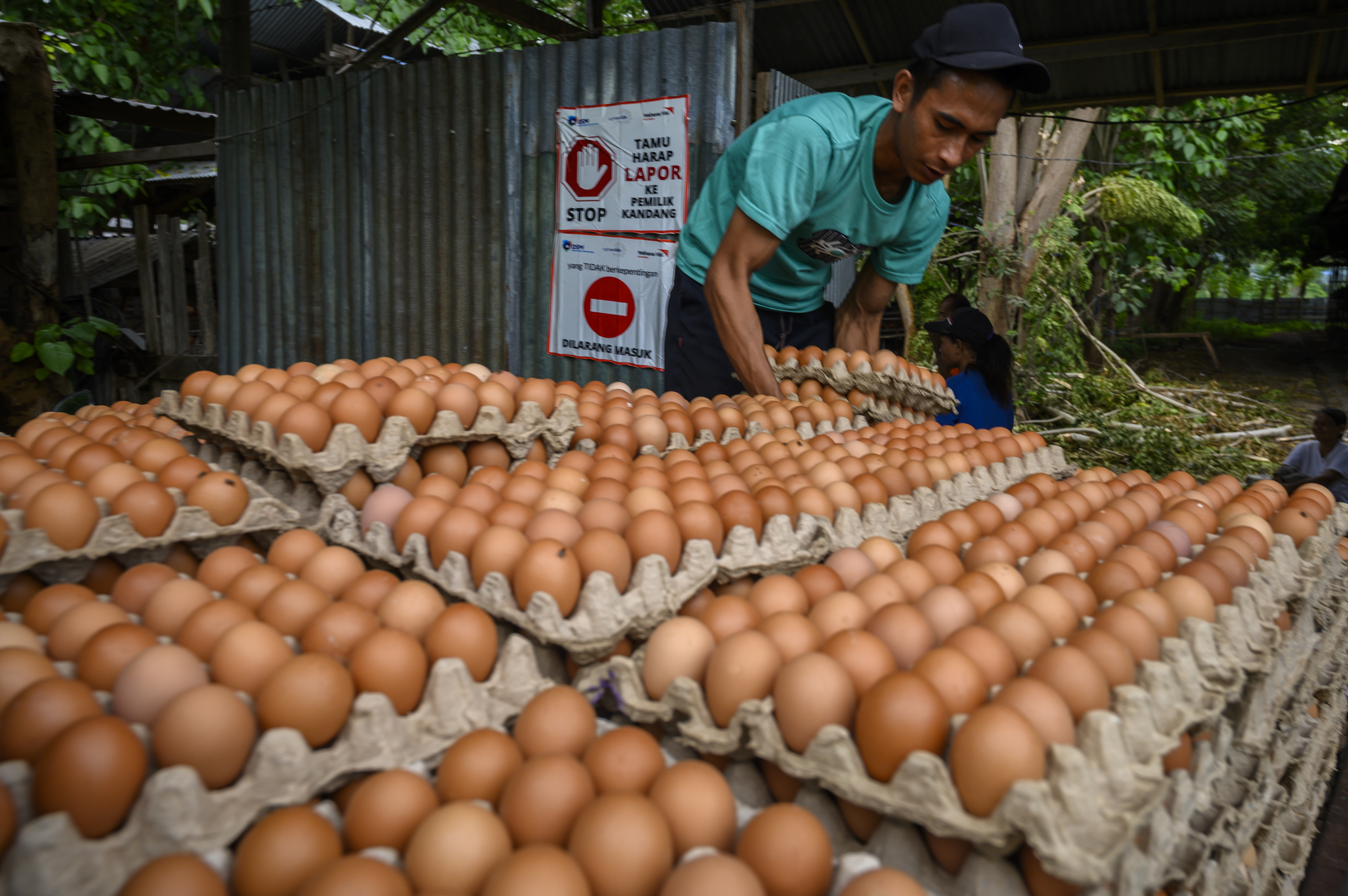  Pekerja menaikkan telur ayam yang baru dipanen ke atas kendaraan di salah satu peternakan di Palu, Sulawesi Tengah.