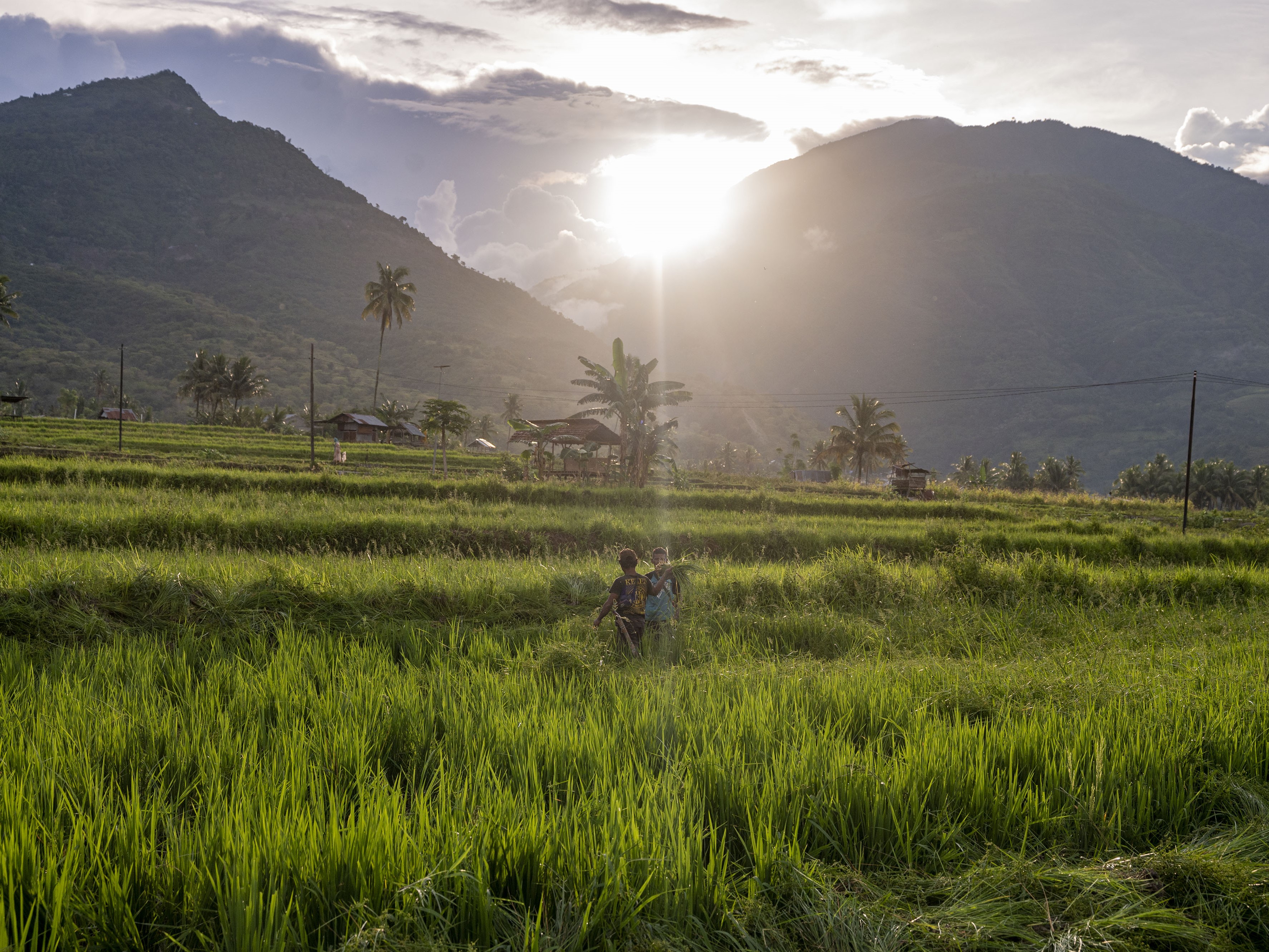 Petani menyiangi tanaman padinya yang ditumbuhi rumput liar di Desa Boya Baliase, Sigi, Sulawesi Tengah, Rabu (3/8/2022).
