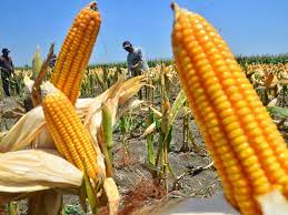 Petani mengupas jagung di area persawahan Desa Tuko, Pulokulon, Grobogan, Jawa Tengah, Rabu (29/9).  