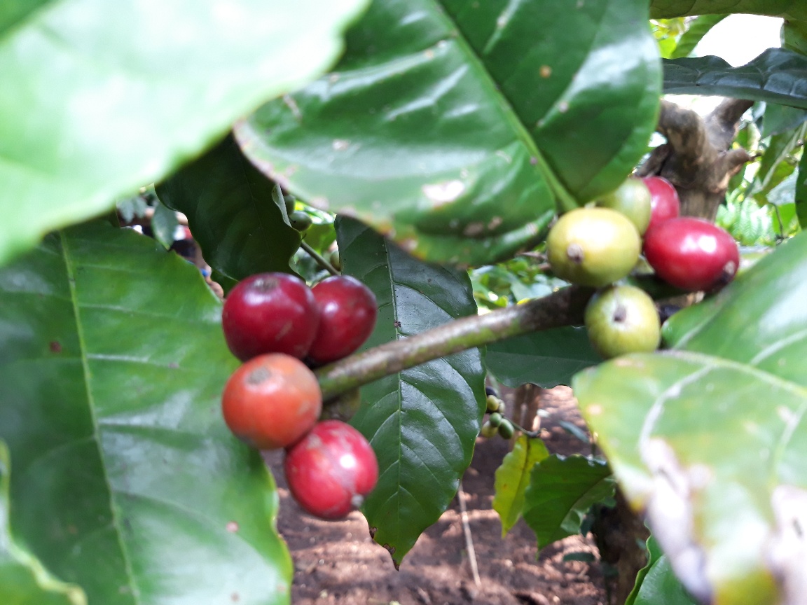 Biji kopi robusta Dampit