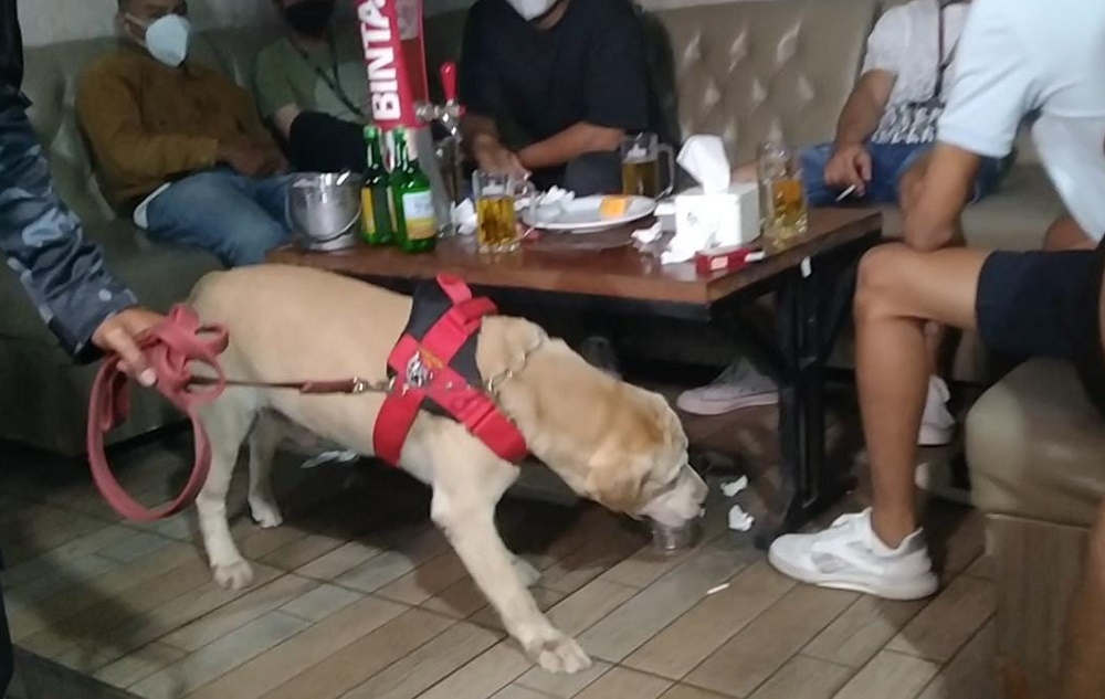 Anjing pelacak Ditsamapta Polda Jambi beraksi di tempat hiburan malam