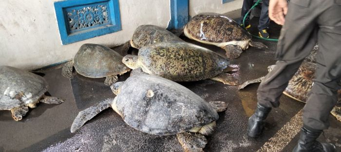 Penyelundupan penyu yang berhasil digagalkan Polair Polda Bali pada Juli 2022