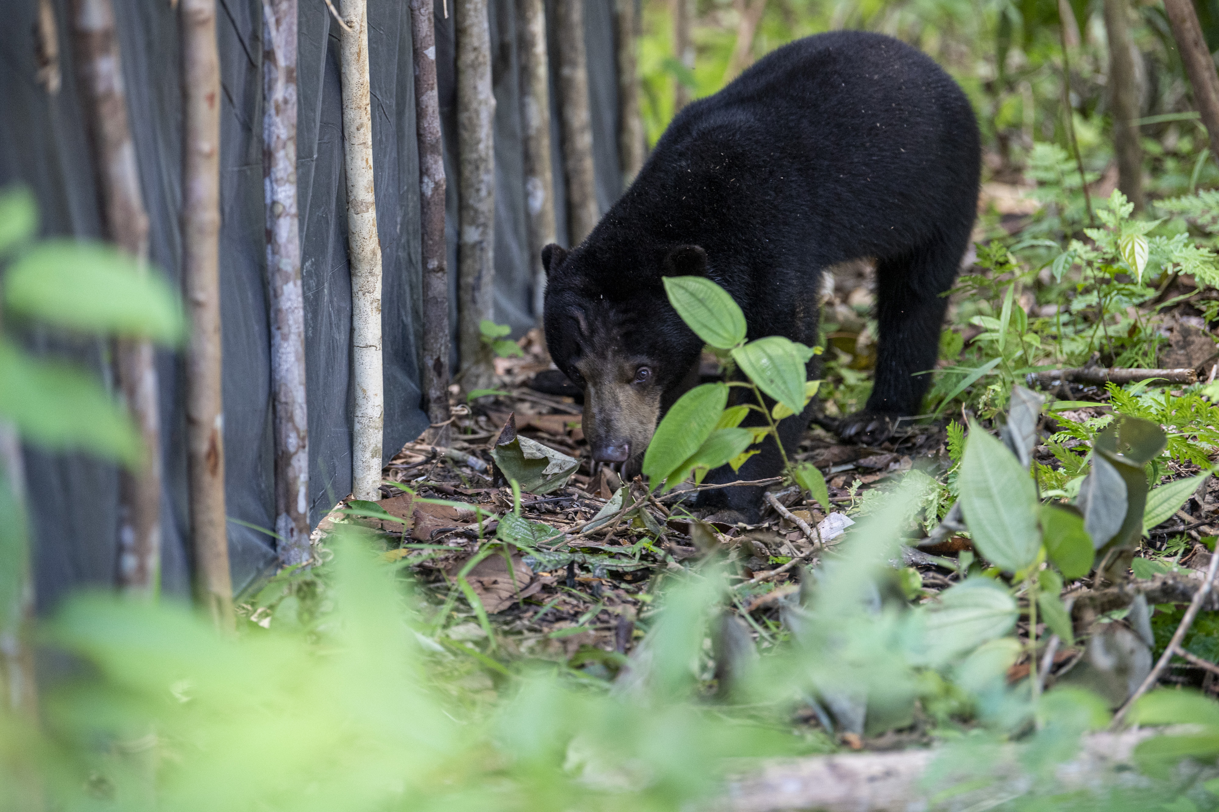 Seekor beruang madu dilepasliarkan di Kawasan Suaka Margasatwa Dangku, Musi Banyuasin, Sumatra Selatan, Rabu (29/6).