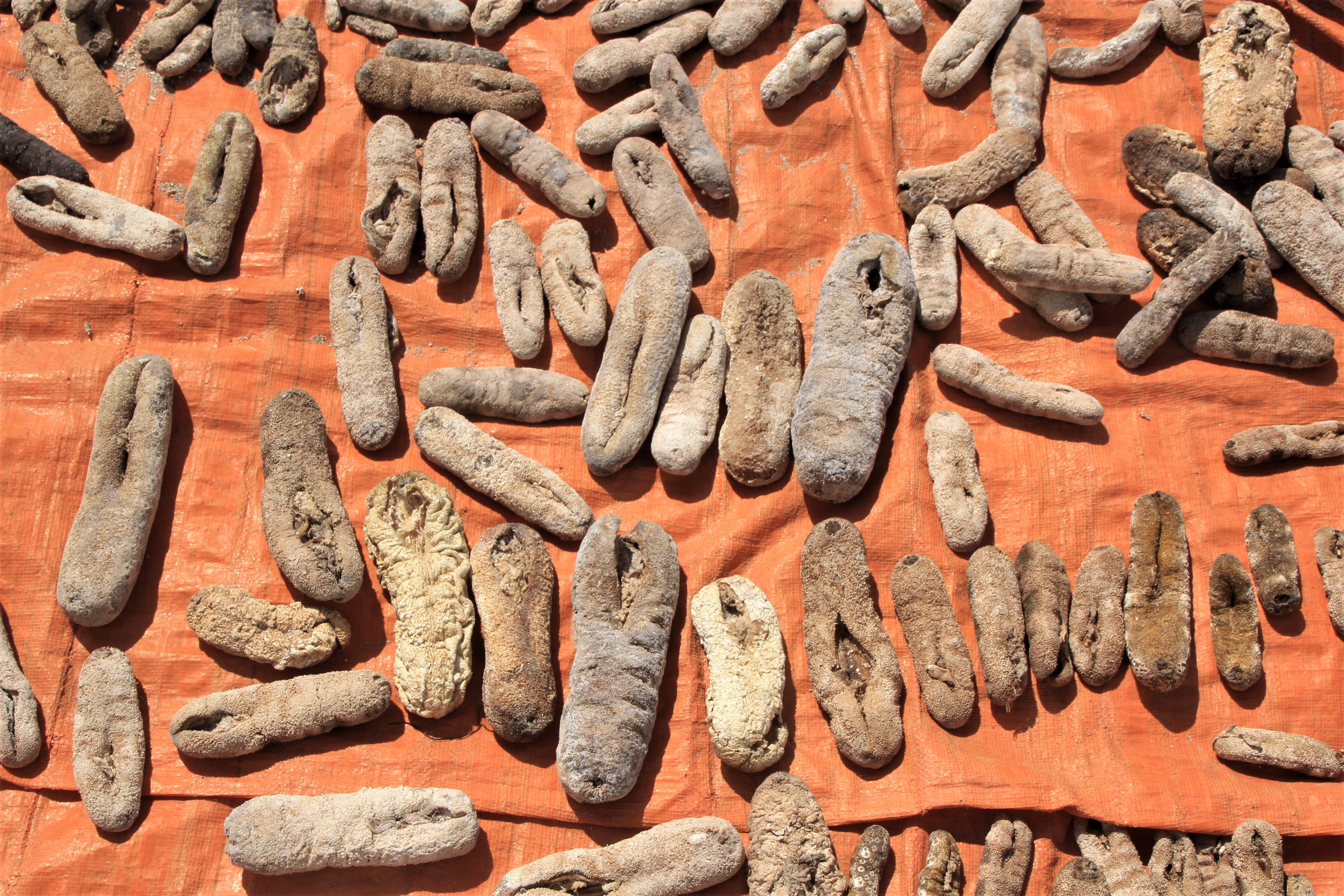 Bobby Hida, nelayan di kampung pesisir Desa Oelaba, Kecamatan Rote Barat Laut, Rote Ndao, Nusa Tenggara Timur memperlihatkan teripang