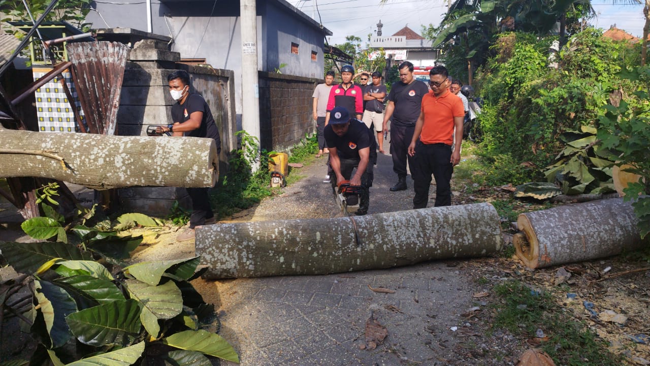 Petugas memotong pohon besar yang tumbang akibat angin kencang di Jalan Raya Anggungan, Kecamatan Mengwi, Badung, Bali, Rabu (14/9).