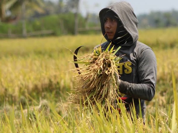 Petani sedang memanen padi beberapa waktu lalu. 