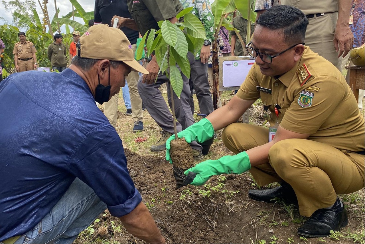 Ilustrasi. Proses penanaman tanaman kakao.