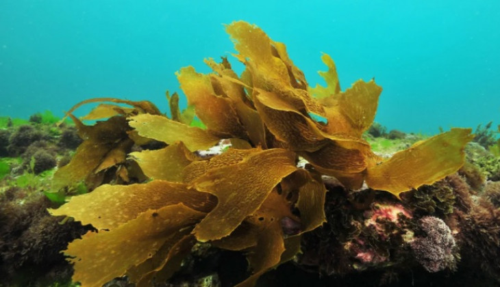 Mahasiswa UGM Kembangkan Mikroalga Jadi Minyak Goreng