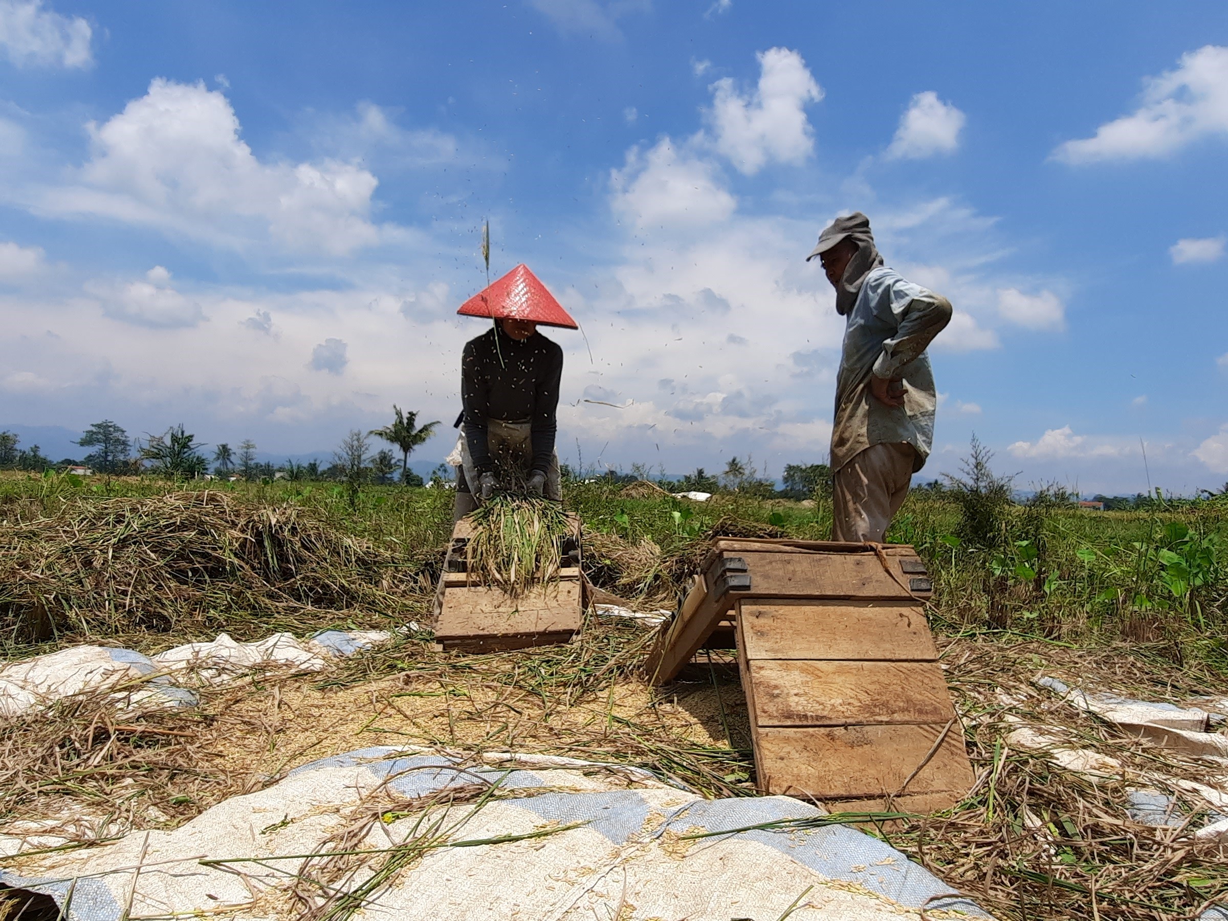 Petani warga Kampung Gunungcalung Kelurahan Sayang Kecamatan/Kabupaten Cianjur, Jawa Barat, sedang memanen padi.