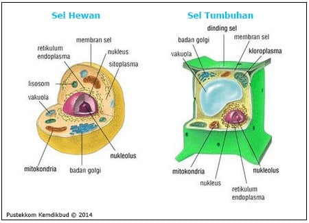 Sel hewan dan tumbuhan