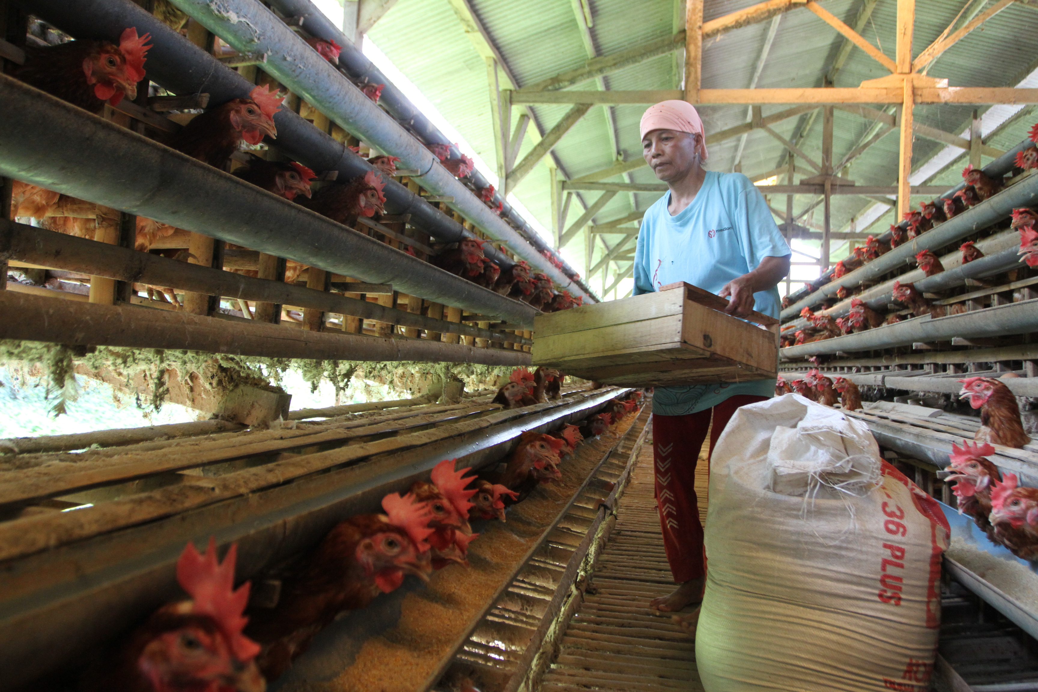 Pekerja tengah memberi makan ayam di peternakan rakyat
