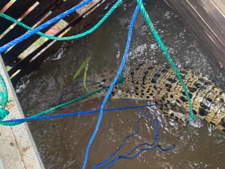 Warga di Desa Bumi Ayu menemukan buaya besar terjebak di perangkap ikan milik warga.
