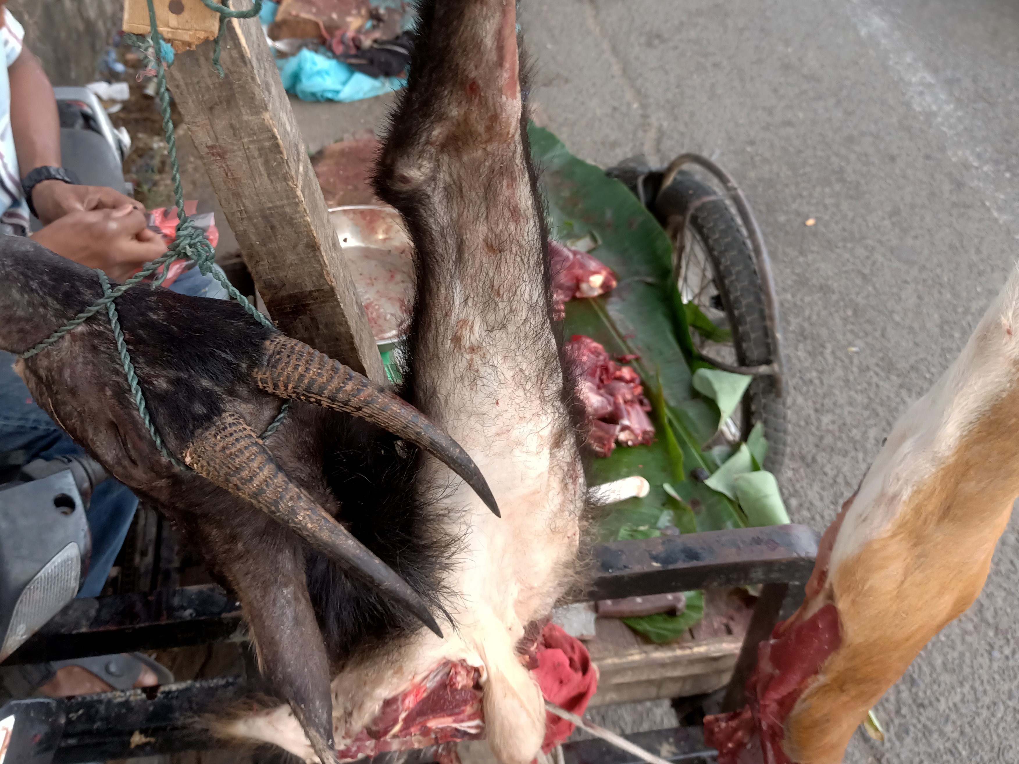 Kepala dan daging kambing hutan sumatra (Capricornis sumatraensis) dan rusa hasil buruan dari kawasan hutan Kabupaten Aceh Besar.