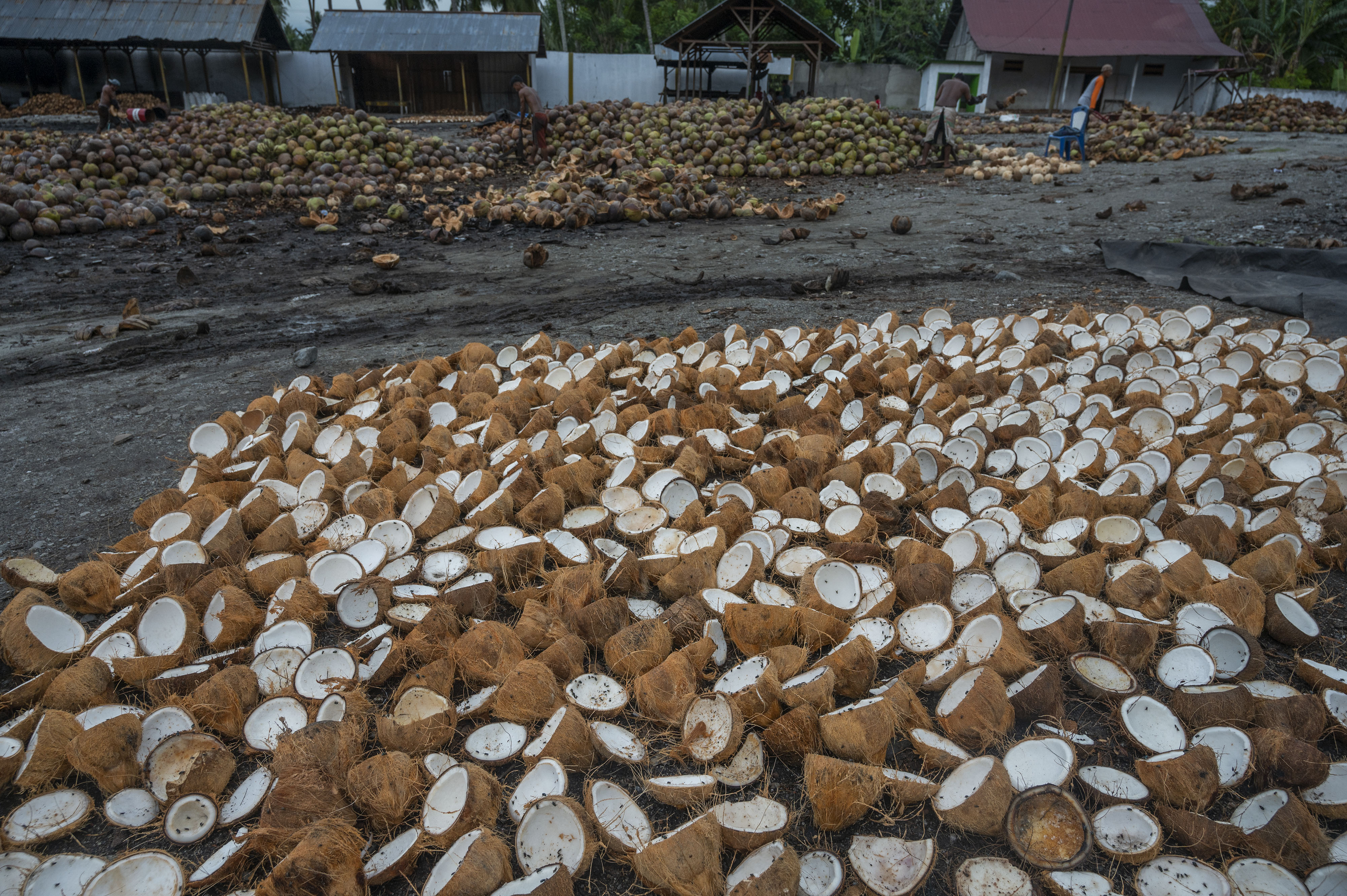 Kelapa dijemur untuk dijadikan kopra.