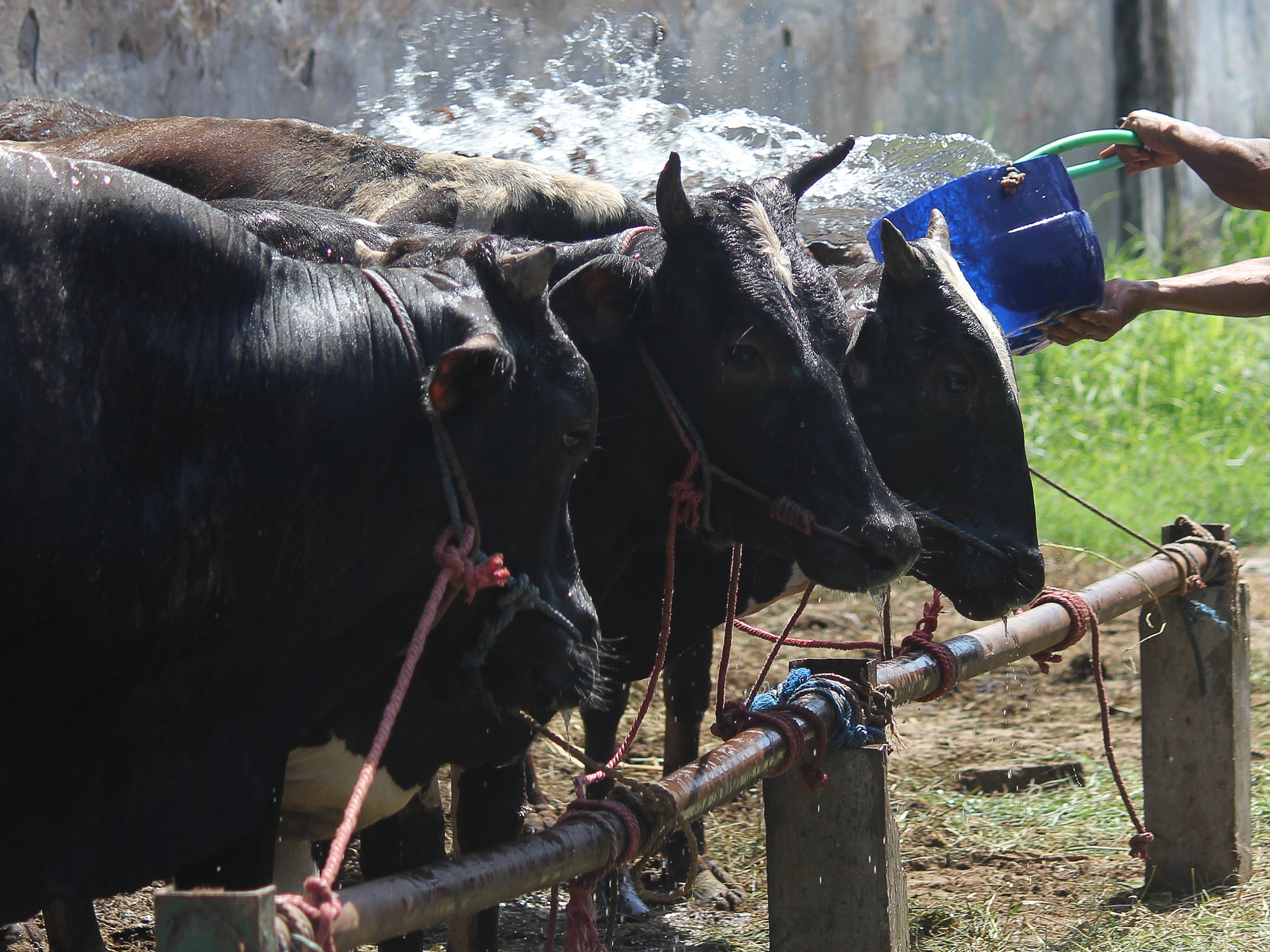 Pekerja menyiram sapi saat cuaca terik di kandang Rumah Potong Hewan (RPH) Surabaya, Jawa Timur.
