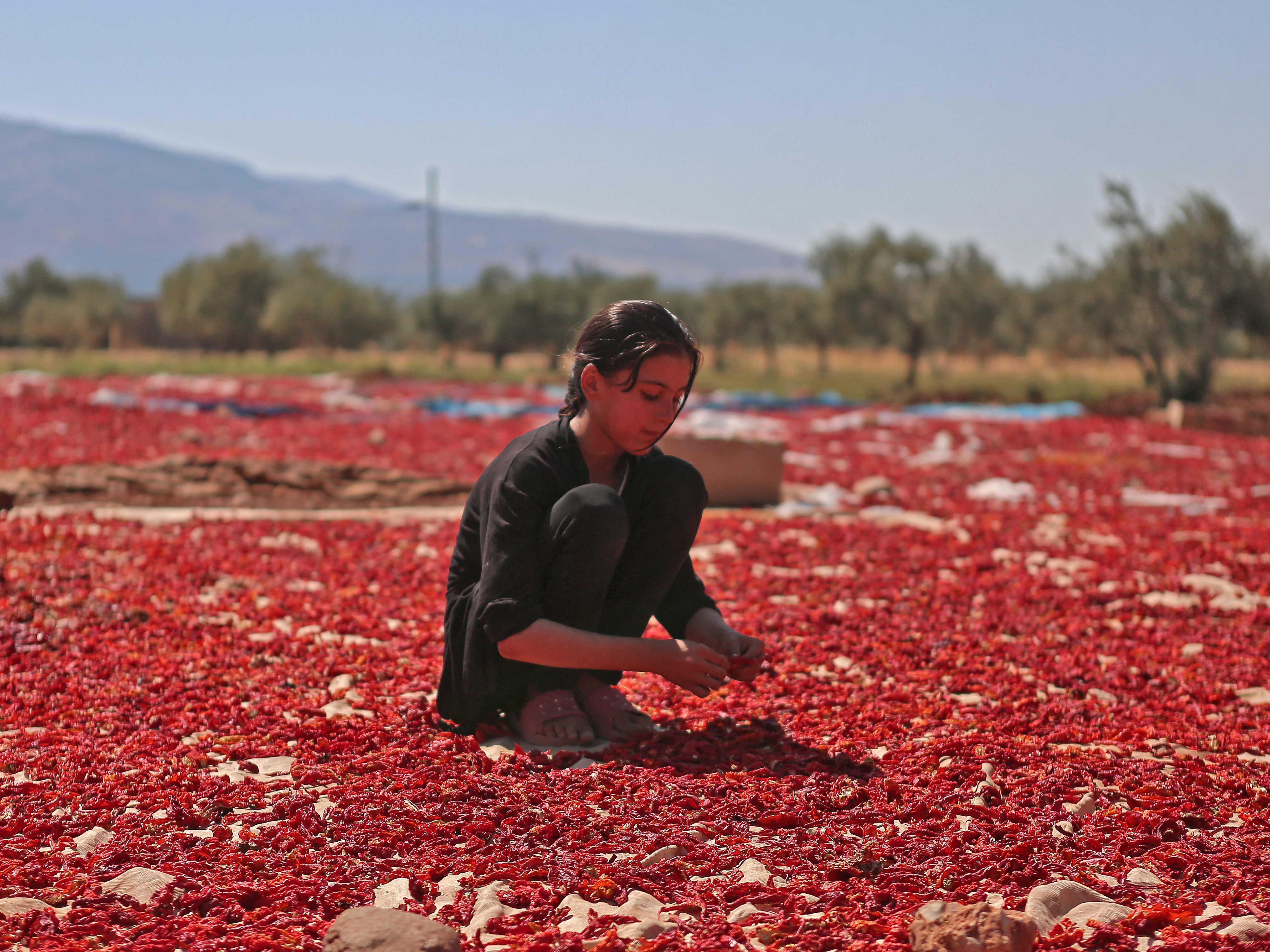 Seorang gadis menyebarkan cabai yang dipanen untuk dikeringkan di kota Muhambal yang dikuasai pemberontak, Idlib, Suriah.