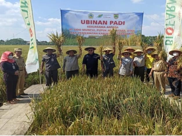 Hasil ubinan menunjukkan selisih kenaikan 26% untuk tanaman yang menggunakan pupuk organik cair itu.