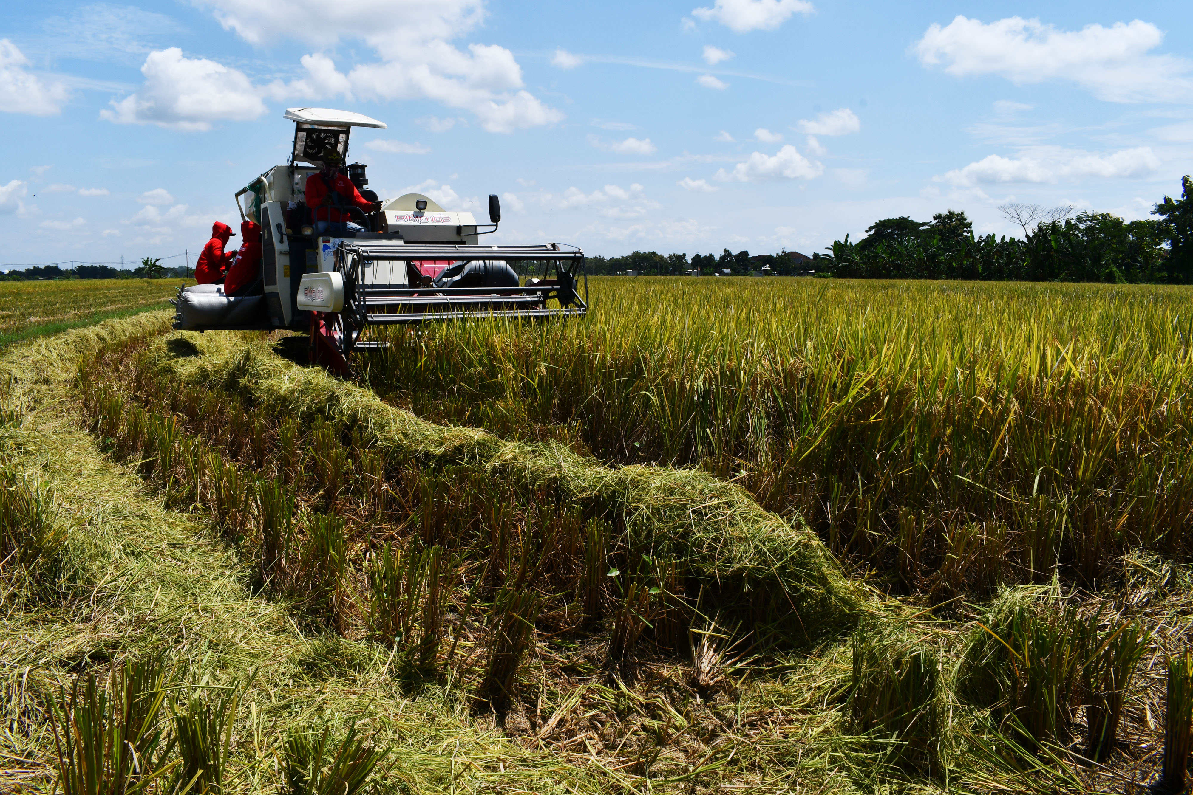 Pekerja dengan menggunakan alat pertanian memanen padi di Kota Madiun, Jawa Timur, 