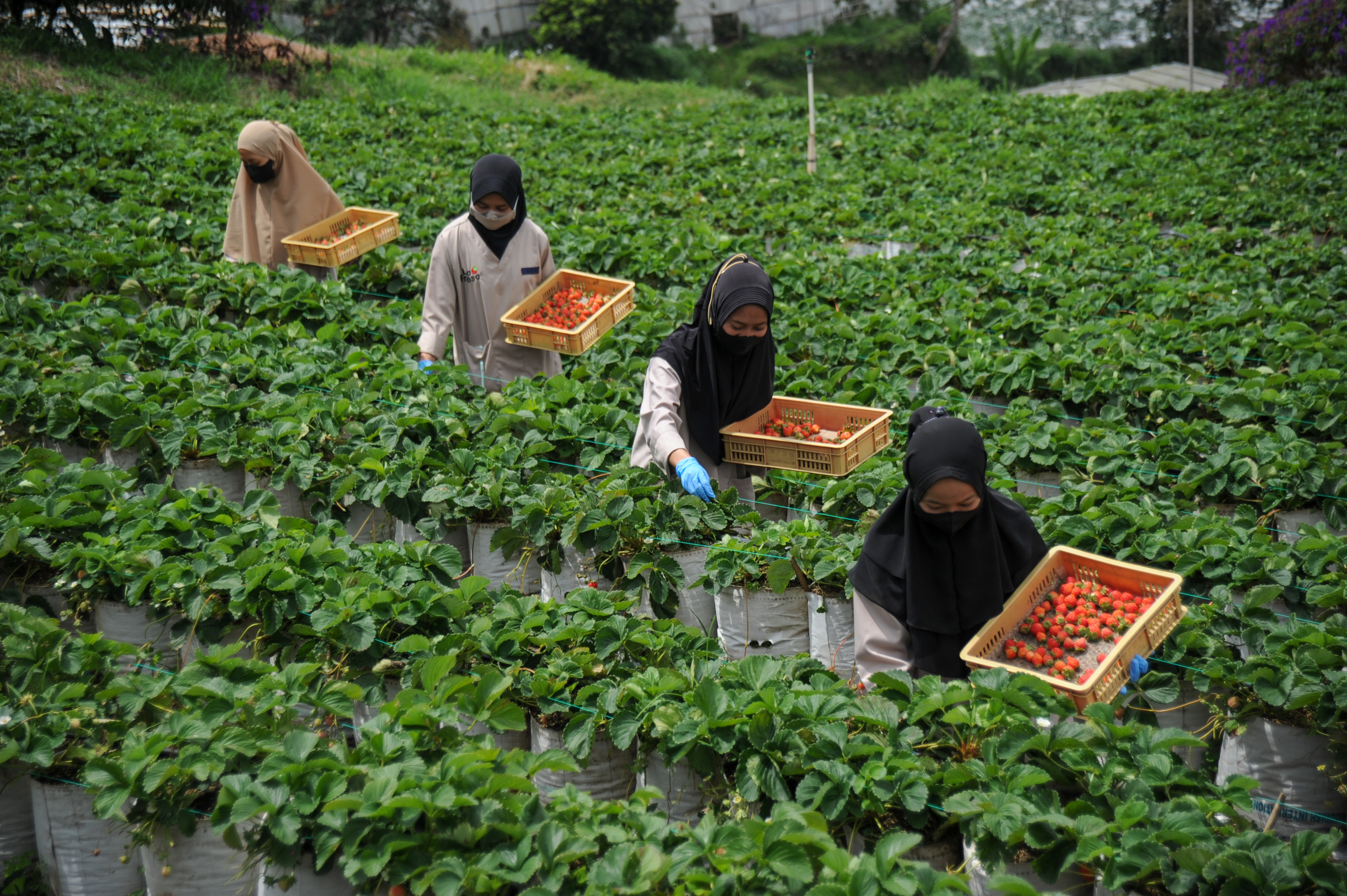 21 Juta Pelaku UMKM Sudah Onboarding ke E-Commerce