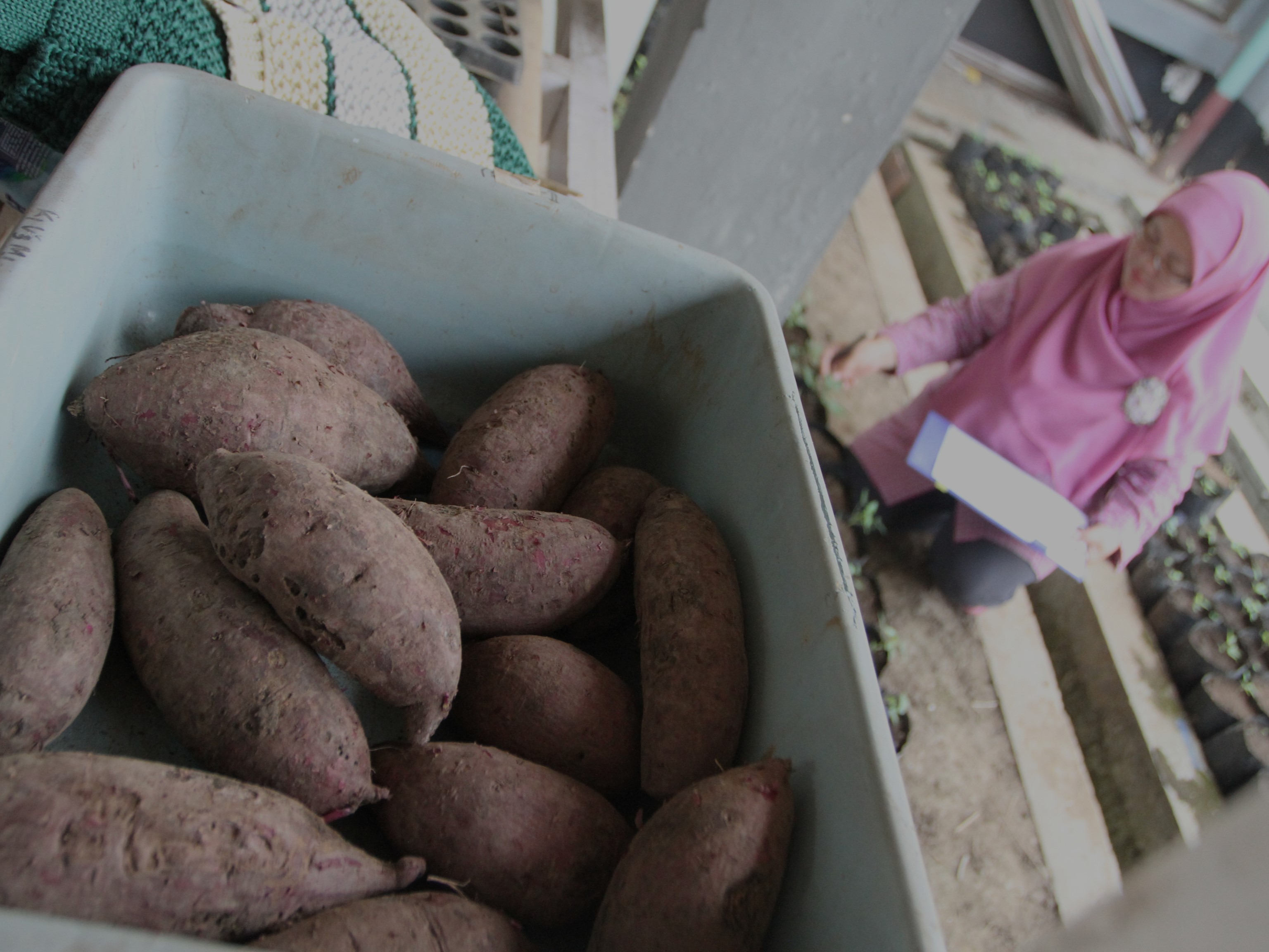 Peneliti tanaman ubi jalar Febria Cahya Indriani melihat bibit ubi jalar varietas unggul hasil inovasinya yang diberi nama Antin 3.