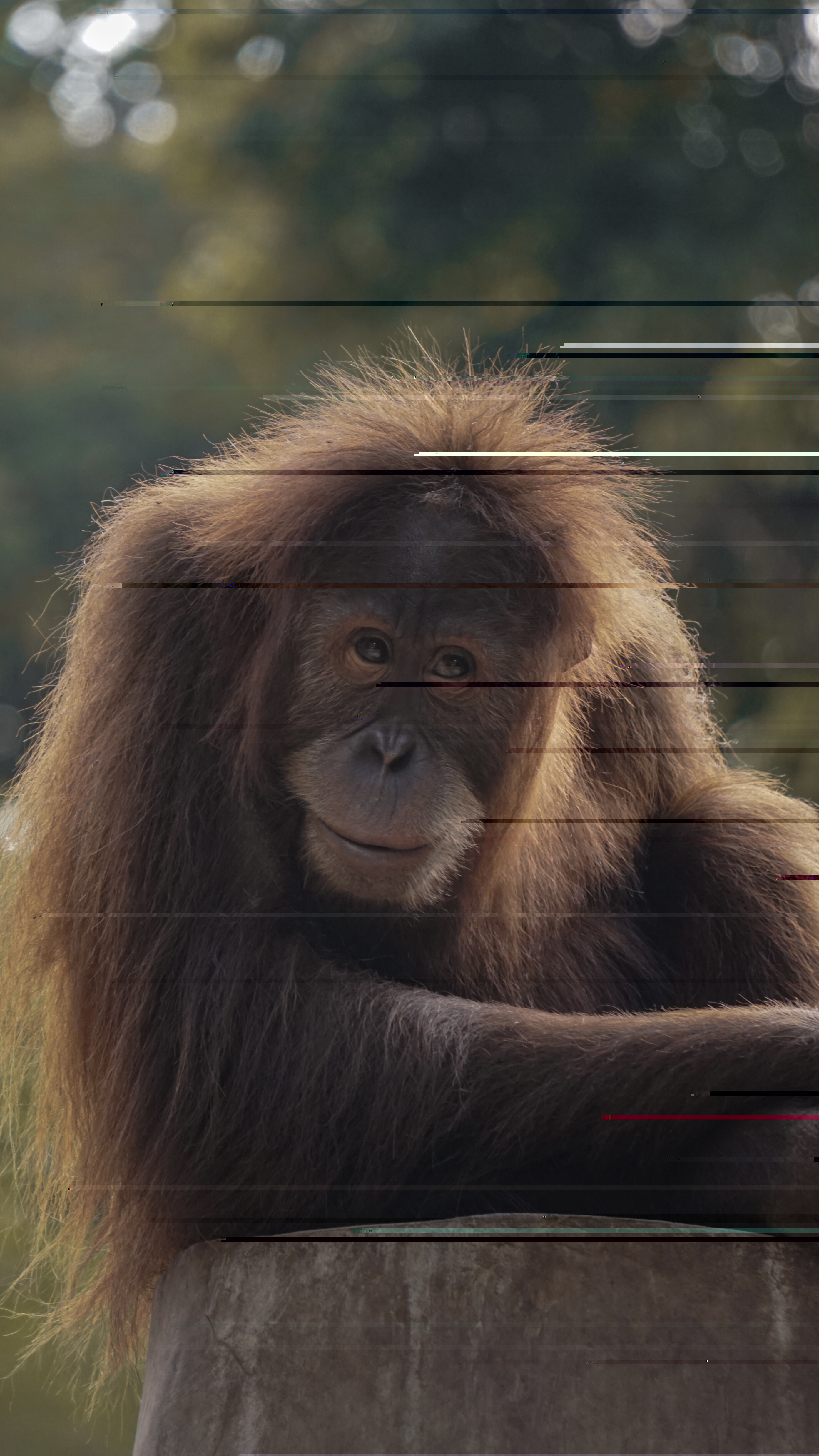 Cinta, orang utan, anak asuh Ridwan Kamil dan istri