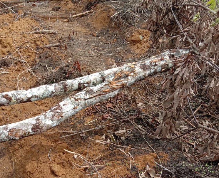 Ilustrasi: kayu pohon. 