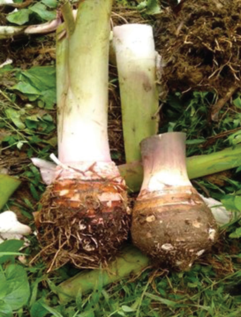 Membudidayakan Talas Khas Sumedang