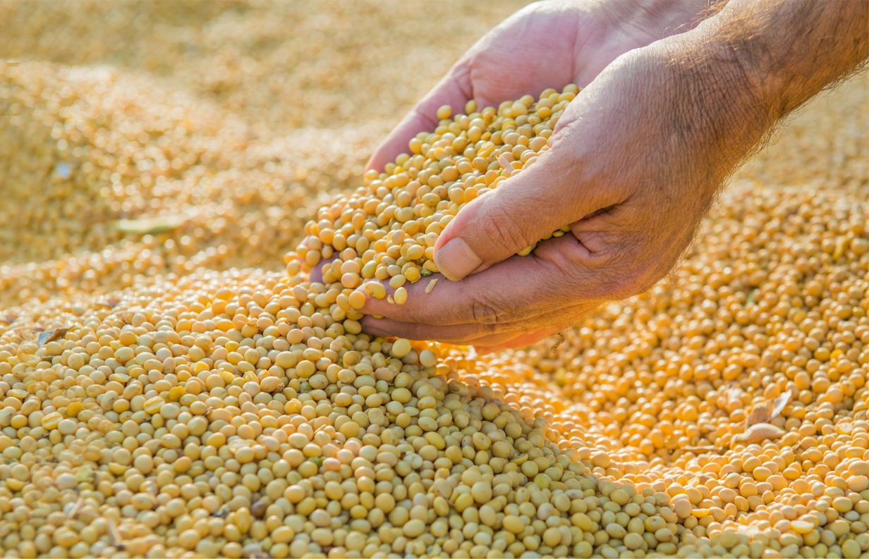 Kedelai impor dari Amerika Serikat