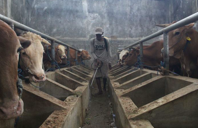 Pengertian Hewan Herbivora, Ciri-ciri, dan Contohnya