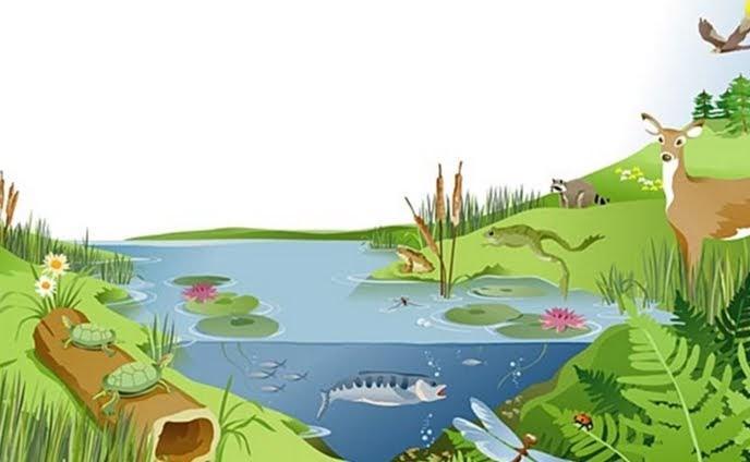 komponen biotik dan abiotik