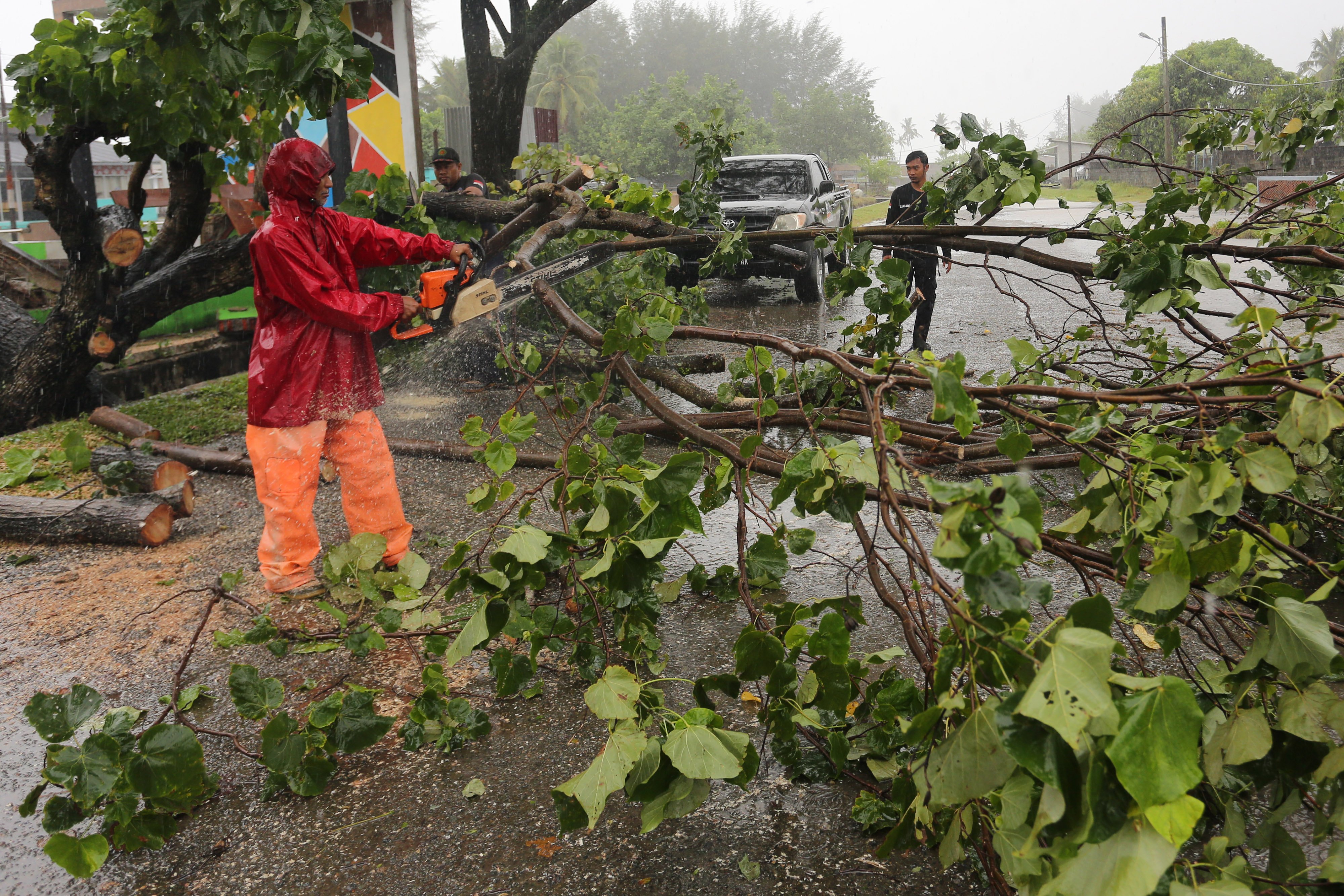 Ilustrasi: Cuaca ektrem saat ini rawan potensi pohon tumbang