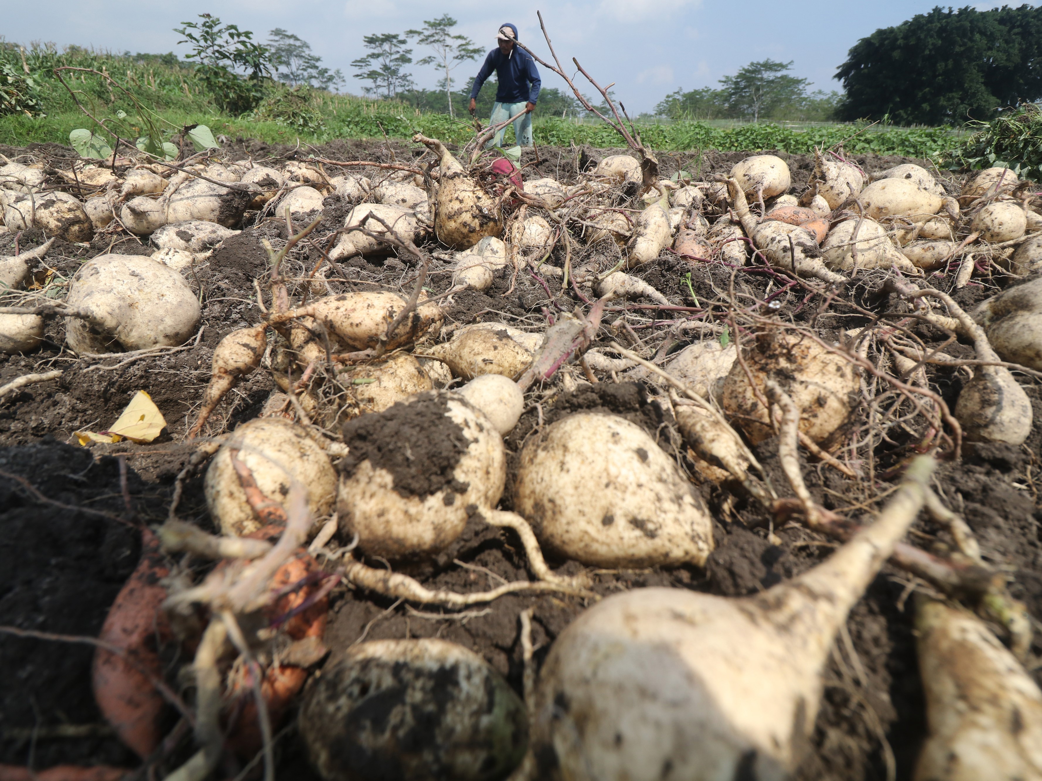 Petani memanen ubi jalar di area persawahan Desa Tempurejo, Kediri, Jawa Timur.