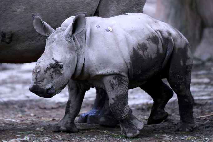 Anak badak jawa di TSI, Cisarua.