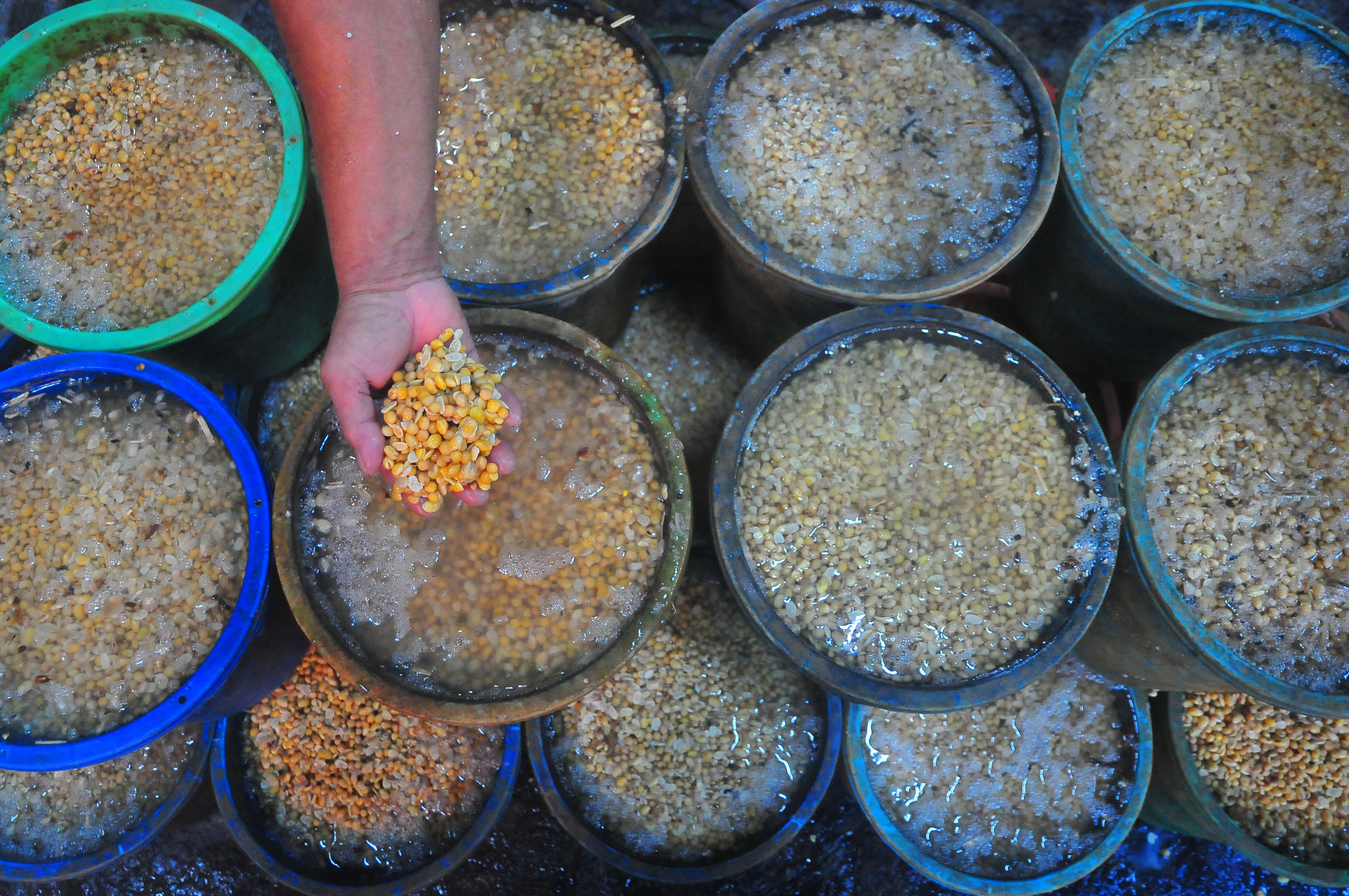 100% Persen Masih Impor, Presiden Tugaskan Bulog Tanam Kedelai