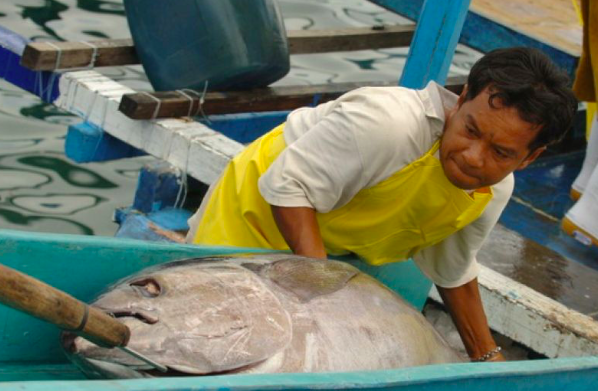 Seorang pekerja membongkar muat ikan tuna yang baru saja ditangkap, di salah satu industri pengolahan ikan tuna, di Bitung, Sulawesi Utara.