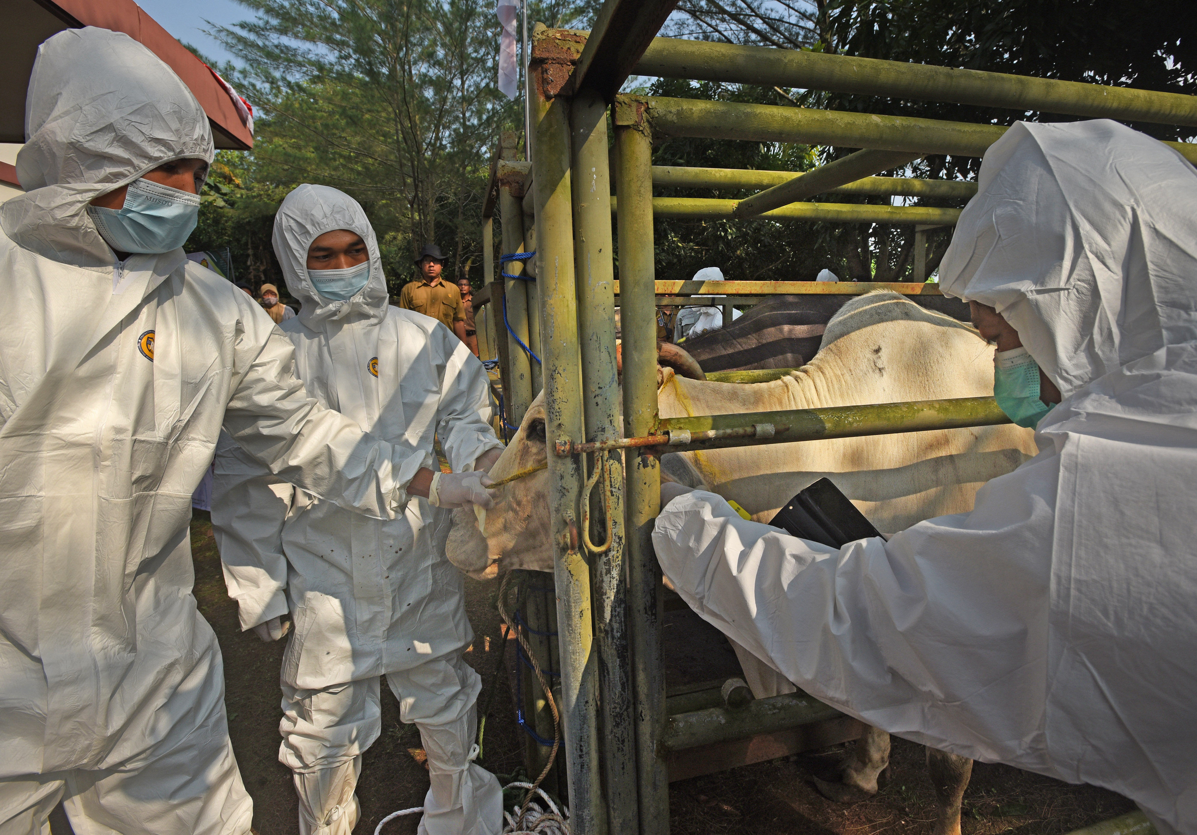 Pemeriksaan kesehatan hewan ternak.