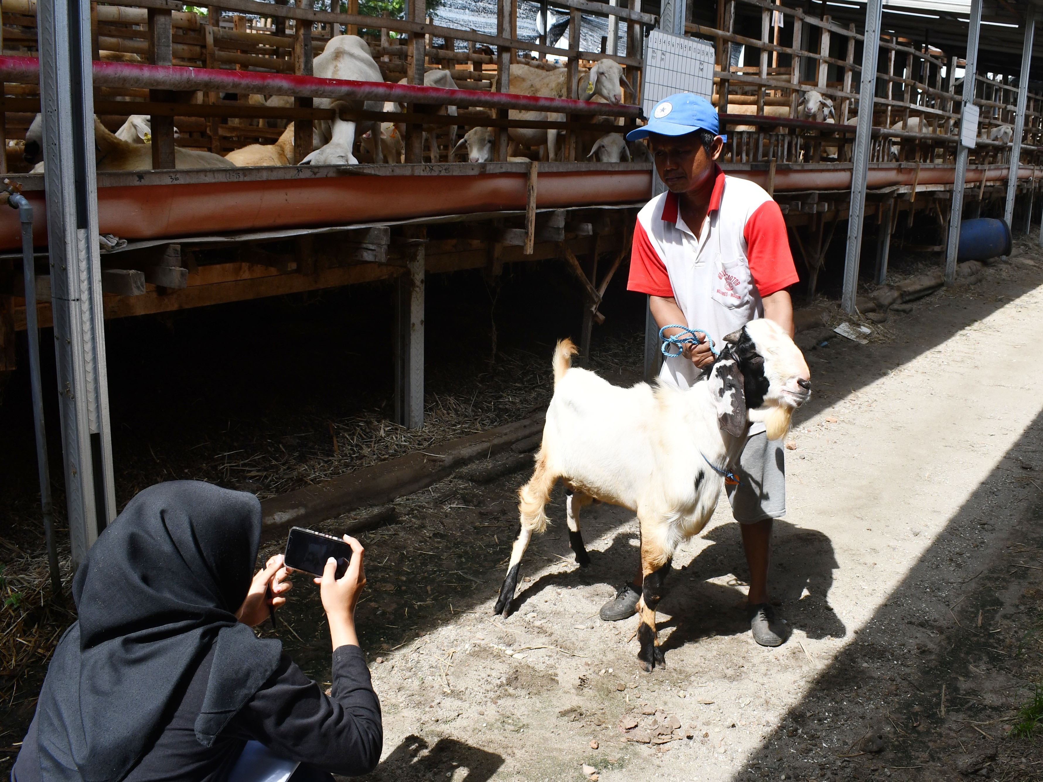 Pekerja memotret kambing untuk ditawarkan secara daring di tempat usaha peternakan dan penjualan kambing kurban di Kabupaten Madiun, Jatim.